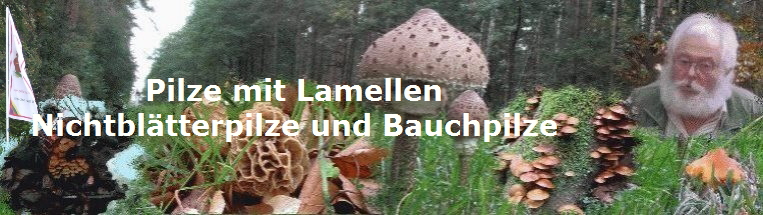 Pilze mit Lamellen
Nichtbltterpilze und Bauchpilze