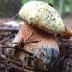 Boletus junquilleus_1